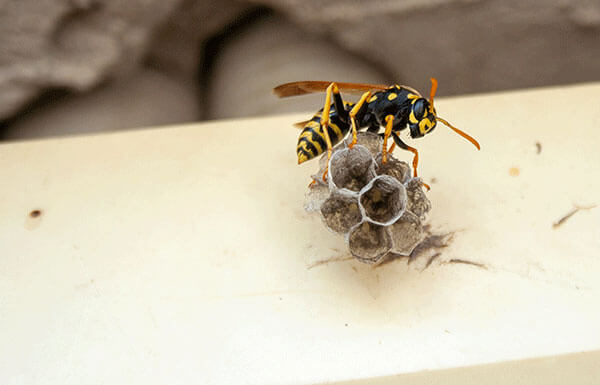 Why Wasps Are Attracted to Your Home