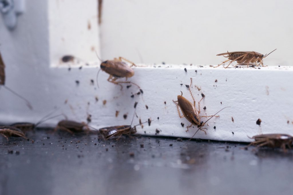 About Cockroach Problem