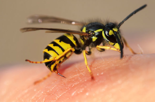 Avoid Wasp Bites